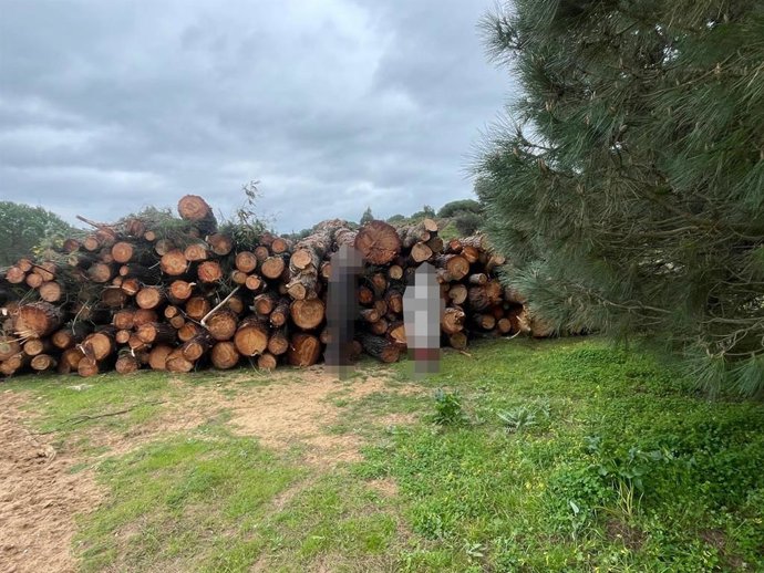 Pinos cortados en la zona del proyecto en El Rompido.
