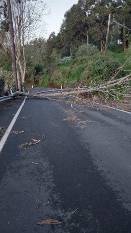 Caída de un árbol en la carretera por el paso de la borrasca 'Therese' en Gran Canaria