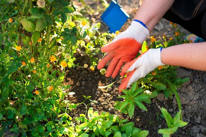 Una persona que usa guantes de jardinería en un jardín