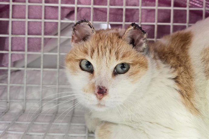 Pacma denuncia un presunto maltrato animal por omisión por parte del Ayuntamiento de Sant Antoni