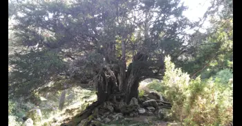 El tejo del arroyo de Barahondillo, en Rascafría, se convierte en el más longevo de la Comunidad con sus más de mil años