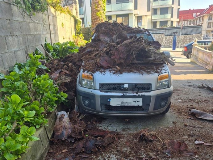 Una palmera se derrumba sobre un coche en Noja y las autoridades acordonan la zona
