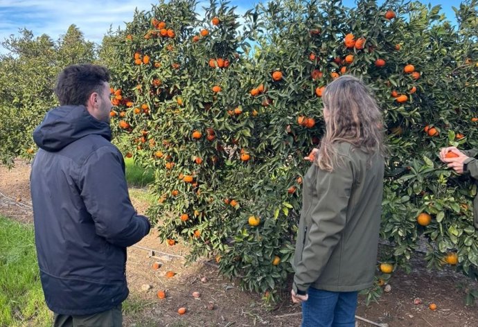 Ivace+i Innovación financia una herramienta para analizar los cultivos y reducir el consumo de agua y fertilizantes en explotaciones de cítricos