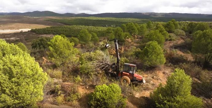 Andalucía impulsa el aprovechamiento sostenible de la madera