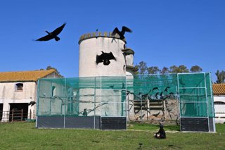 Alliberament d'individus de l'espècie ibis eremita