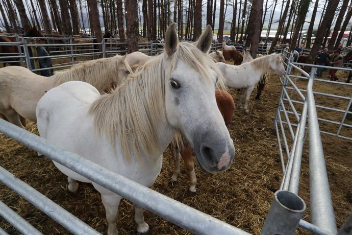 Archivo - Imagen de archivo de caballos, a 28 de septiembre de 2025, en Muras, Lugo, Galicia (España).