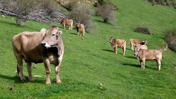 Archivo - Unas vacas pasturan en el campo