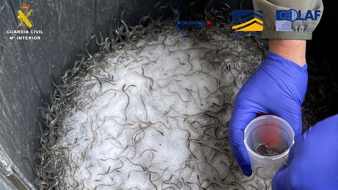 Angulas incautadas en Gipuzkoa y sur de Francia