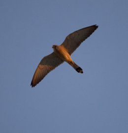 Archivo - Un cernícalo primilla