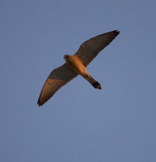 Archivo - Un cernícalo primilla