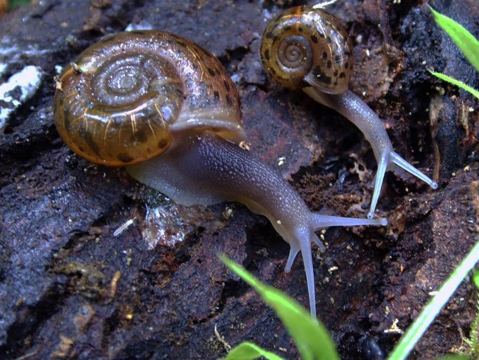 Caracol de Quimper, en imagen de archivo.