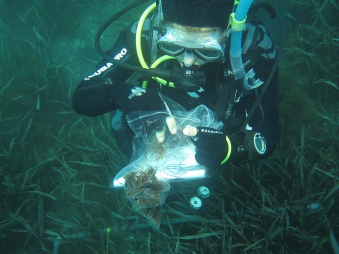Coleta de algas para o estudo da UMA e da UGR.