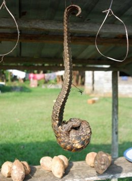 Pangolín expuesto para la venta.