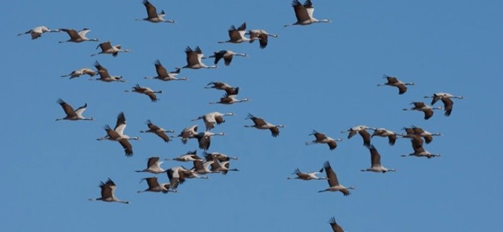 Archivo - Grullas en vuelo. 