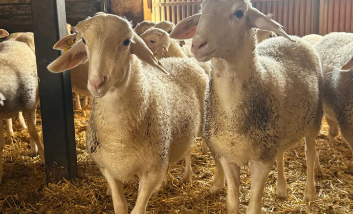Agricultura refuerza las recomendaciones para la prevención y control de la lengua azul.