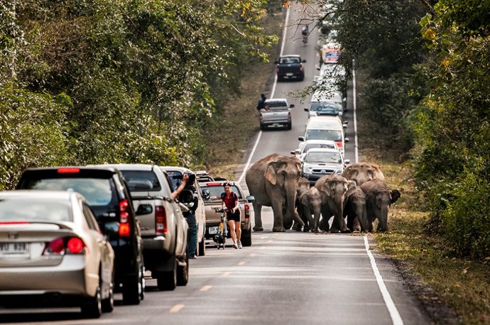 Archivo - Fotografía de Joan de la Malla que integra la exposición 'Evolución' del Jardí Botànic de la UV
