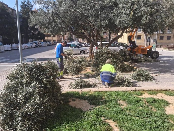 Poda de olivos en Huesca para el Domingo de Ramos.
