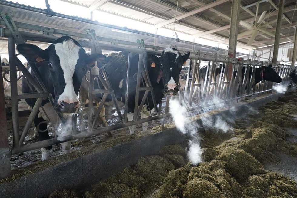 Archivo - Varias vacas comen en una granja