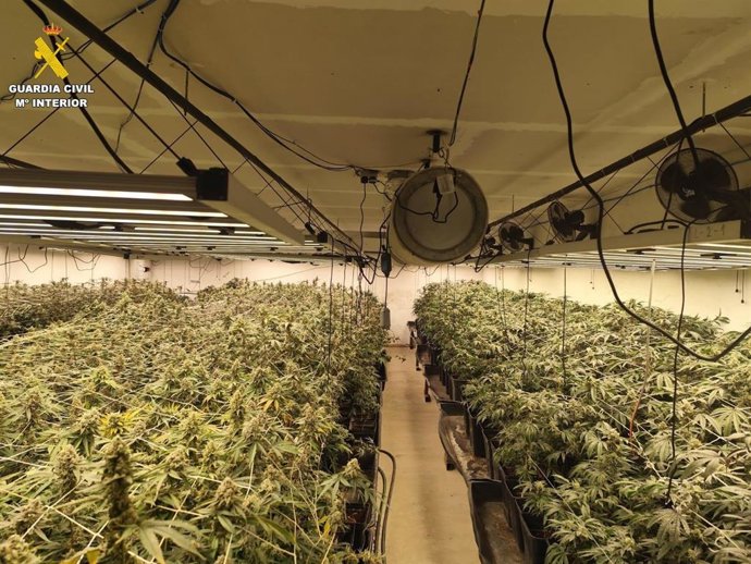 Imagen de la plantación desmantelada en La Moraña (Ávila)