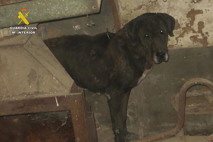 Archivo - El Seprona investiga a dos hombres por maltrato de animales domésticos en La Rioja