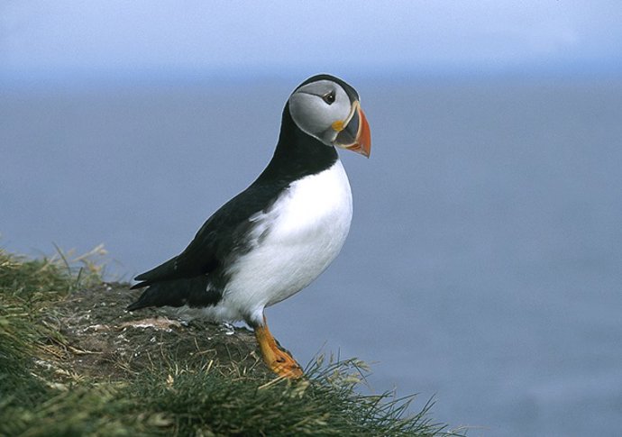 Archivo - Frailecillo atlántico.