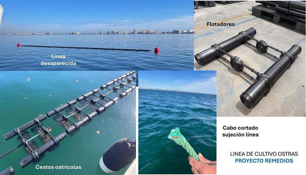 Sucesos.- Desaparece una línea experimental de cultivo de ostra del proyecto REMEDIOS en el Mar Menor