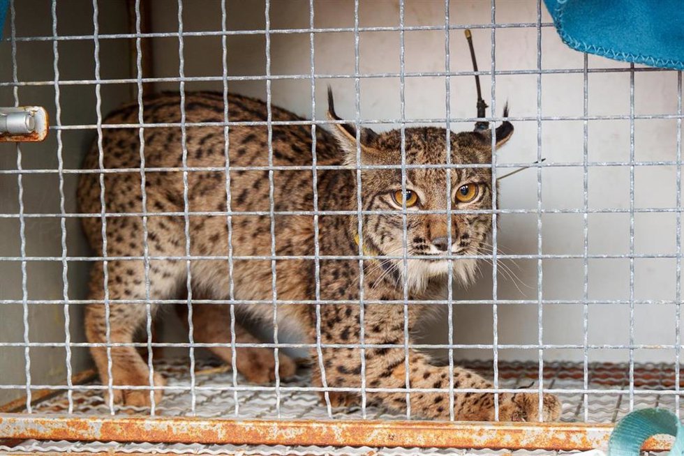 Imágenes de un lince liberado en la finca La Matallana. 