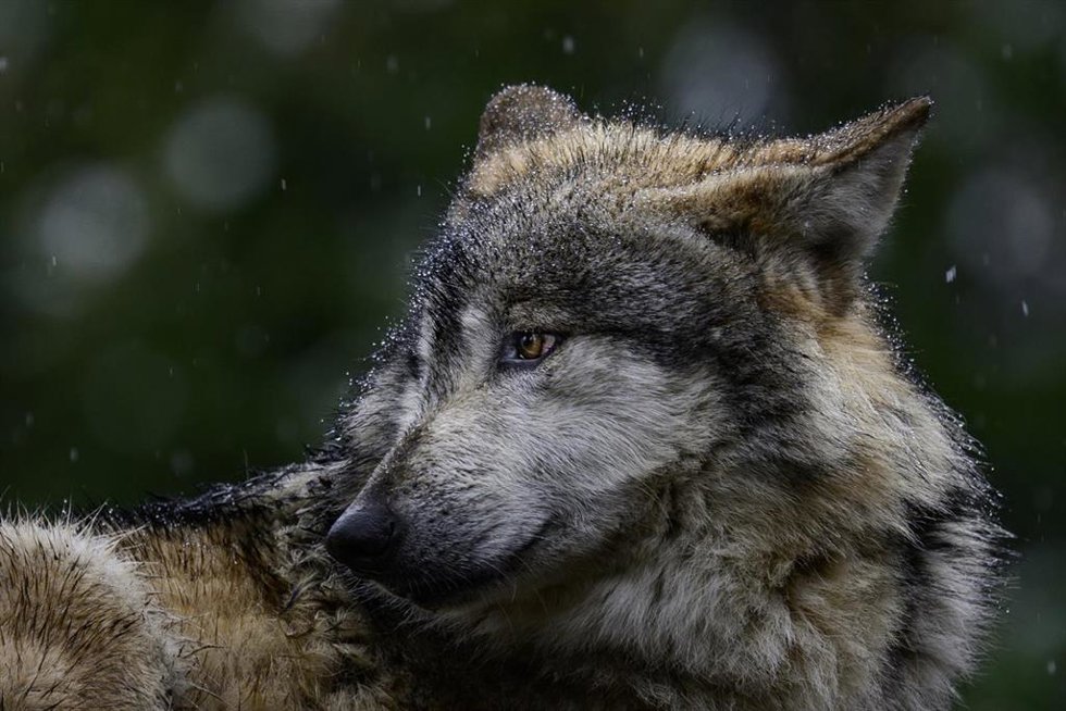 Lobo.