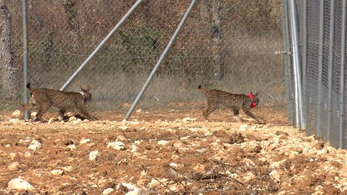 Vídeo de la noticia
