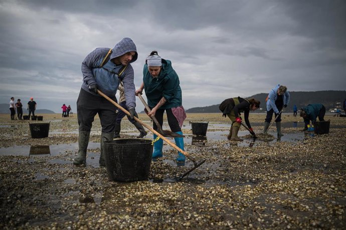 Mariscadores recogen las conchas y el marisco muerto, en la playa de Testal, a 18 de marzo de 2026, en Noia, A Coruña, Galicia (España). Decenas de mariscadores de Noia recorren a pie la playa de Testal retirando las toneladas de bivalvo muerto y conchas 