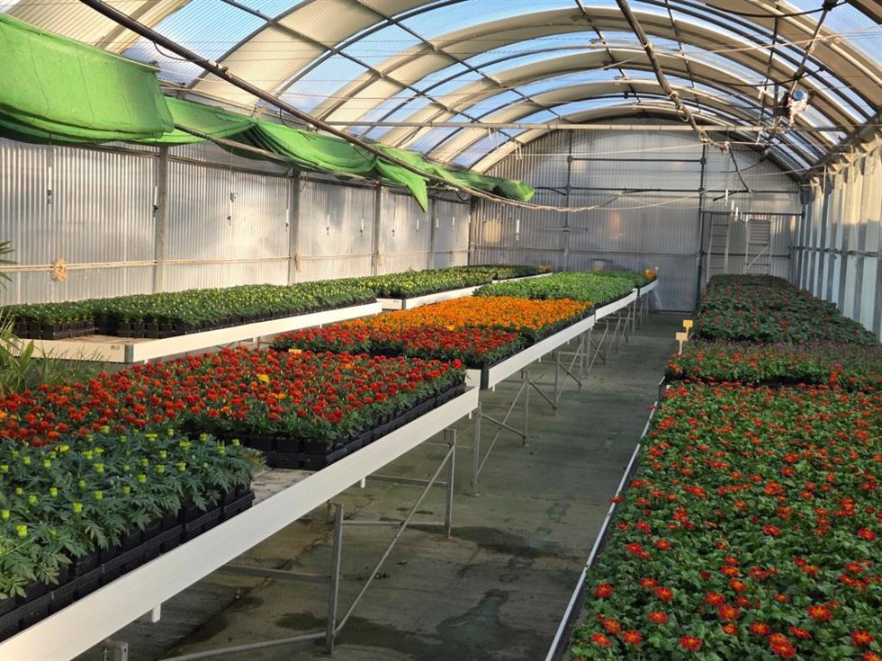 Plantas del vivero provincial de Huelva.