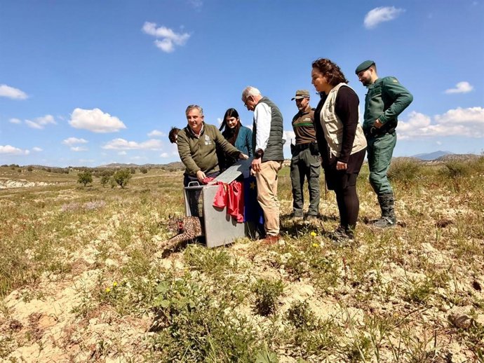 Extremadura cede un lince ibérico a la Región de Murcia
