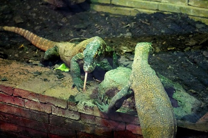 Los dragones de Komodo de Bioparc Fuengirola