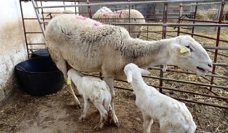 EpAgro - Unión Europea