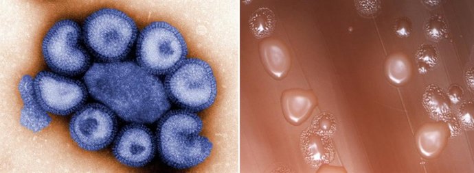 Imagens ao microscópio do vírus da gripe e da bactéria causadora da pneumonia.