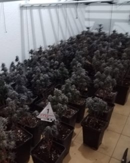 Fotografía de la plantación interceptada en Figueres (Girona).