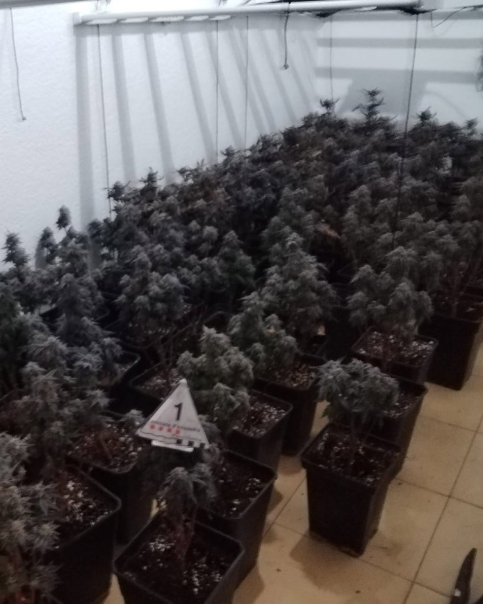 Fotografía de la plantación interceptada en Figueres (Girona).