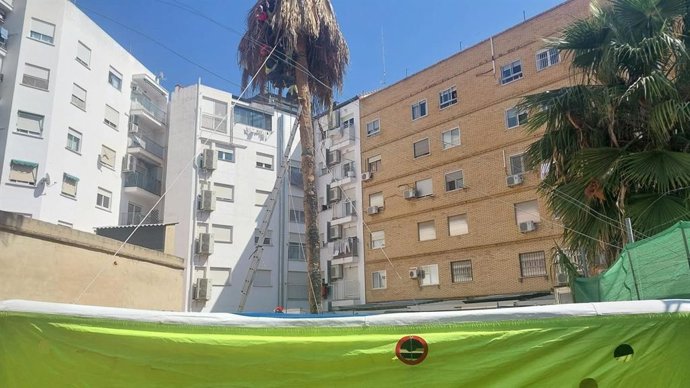 Un operario que realizaba trabajos de poda en una palmera en València ha sido rescatado tras quedar atrapado. Además, durante el operativo el profesional ha sufrido un desvanecimiento.