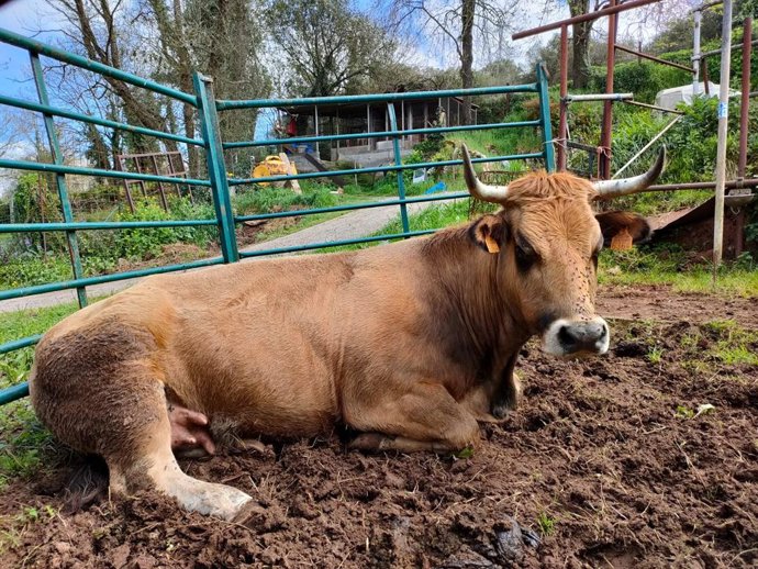 Archivo - Vaca Asturiana de los Valles