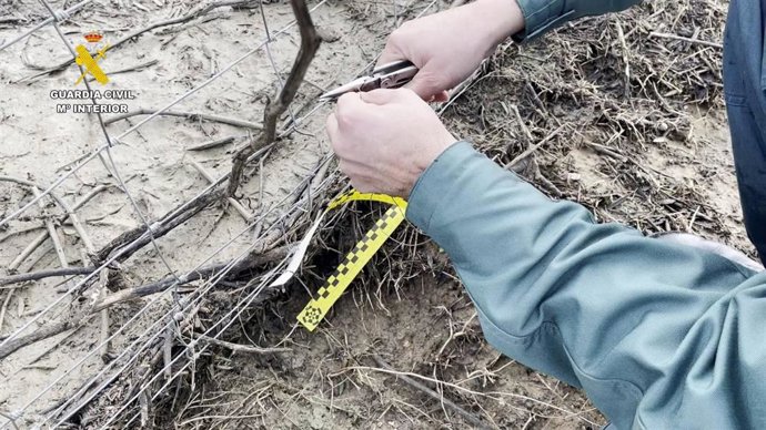 Intervención de lazos de caza ilegales en una finca de Villamanrique de la Condesa (Sevilla).