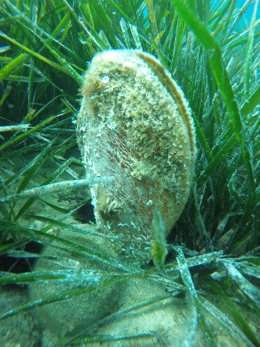 Archivo - Nacra en las praderas de posidonia en el Mediterráneo