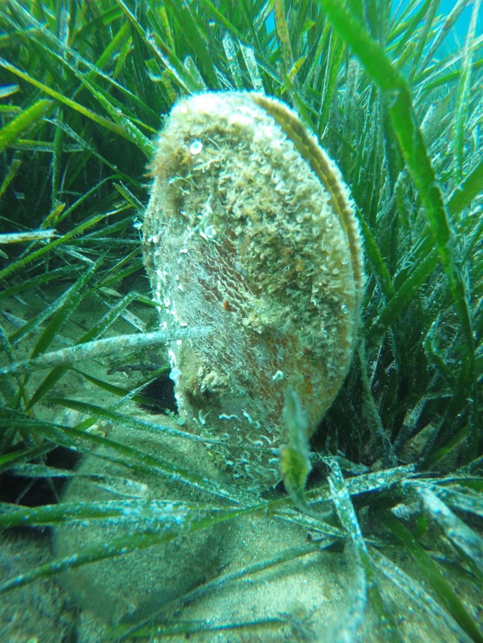 Archivo - Nacra en las praderas de posidonia en el Mediterráneo