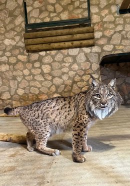 Brisa, la lince ibérica de Terra Natura, cumple 21 años y se convierte en la segunda más longeva de España