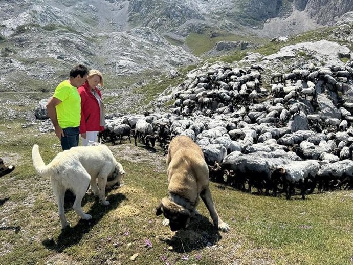 Ganadería abonará el viernes 3,2 millones de euros de ocho líneas de ayudas para 3.683 beneficiarios