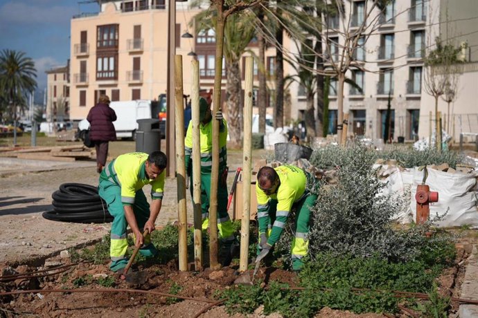 Comienza la plantación de 36 nuevos árboles en la plaza Llorenç Villaonga de Palma.