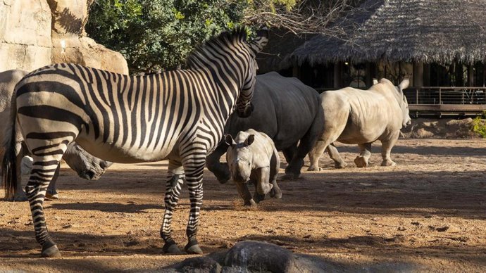 Archivo - El "bebé" rinoceronte Kairu ya corretea todo el día y plenamente integrado en la sabana de BIOPARC Valencia