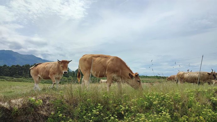 Archivo - Terneras asturianas en Llanes.
