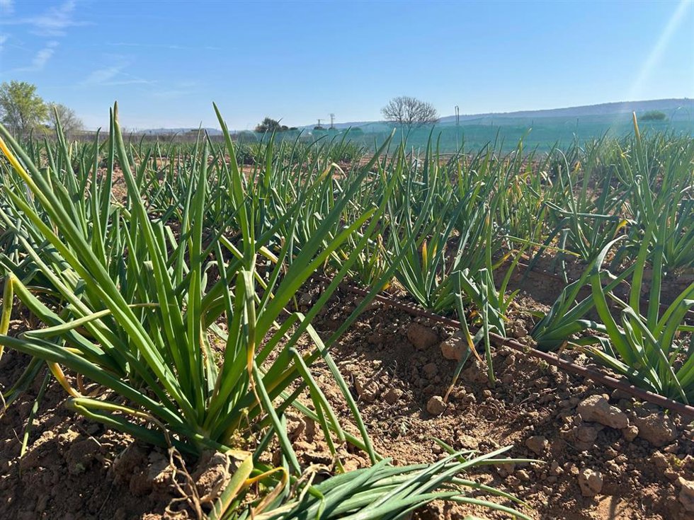 Plantación de variedades de cebolla con vistas a cultivar calçot en la Comunidad de Madrid