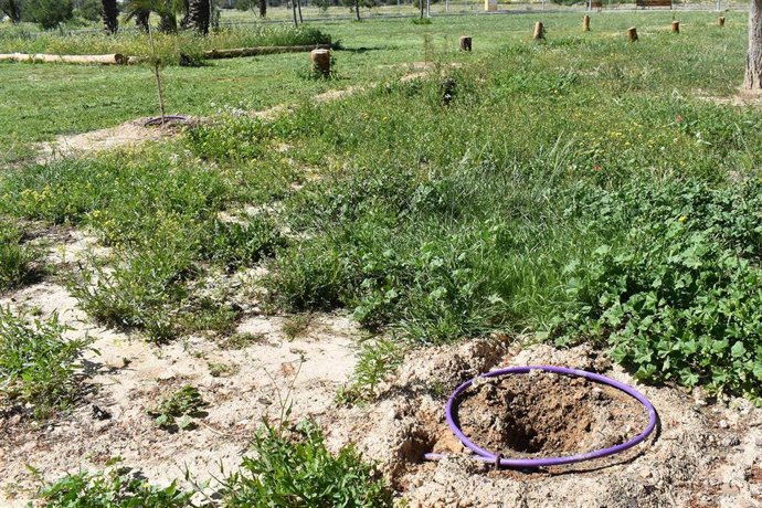 Lugar donde se encontraba uno de los árboles sustraídos