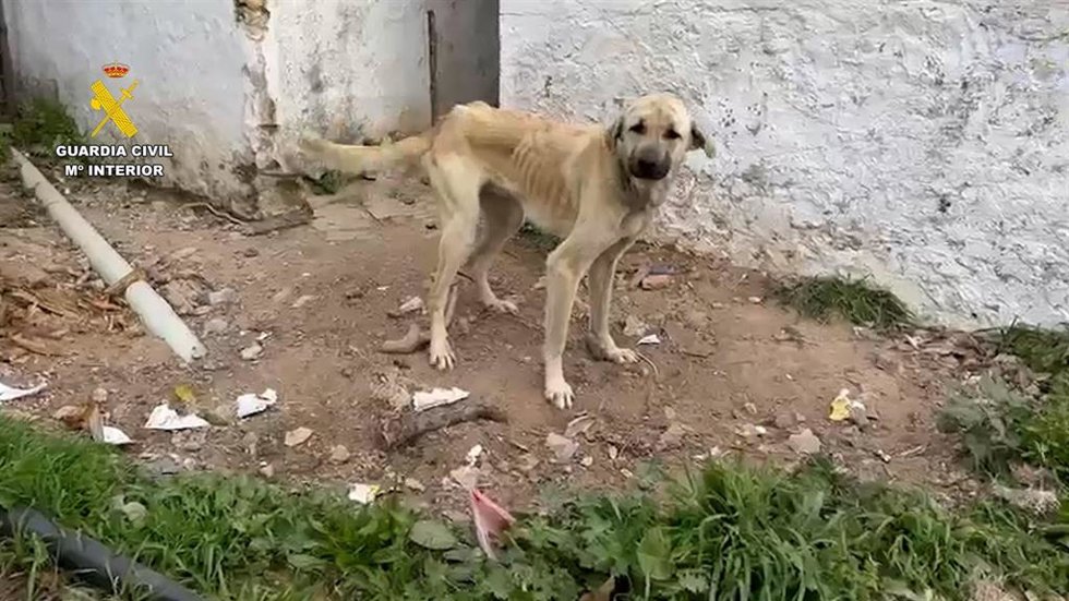 Uno de los perros rescatados por la Guardia Civil debido a sus condiciones.